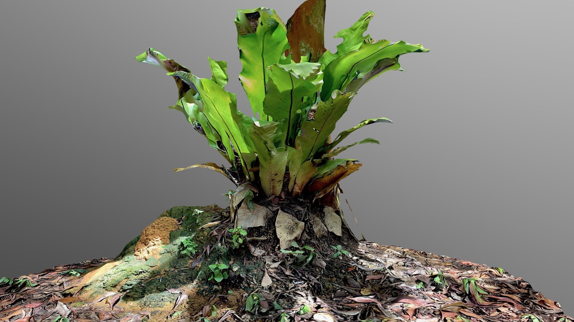 Bird Nest Fern (Scaniverse LIDAR) Download Free 3D model by JFN (db4