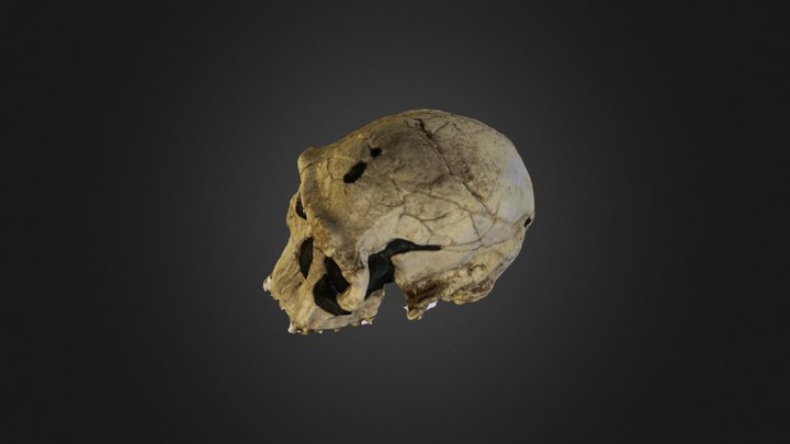 Replica KNM-ER 1813 skull 3D Model