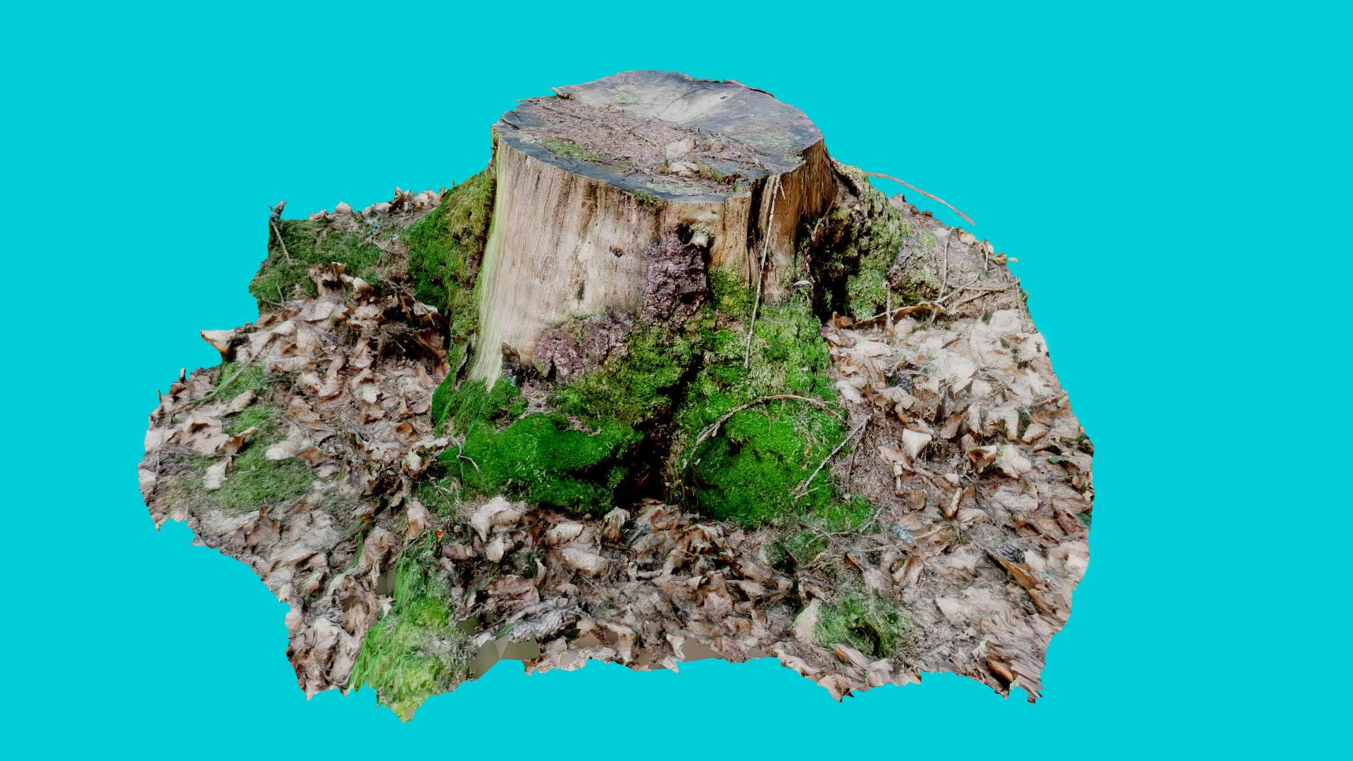 Tree stump