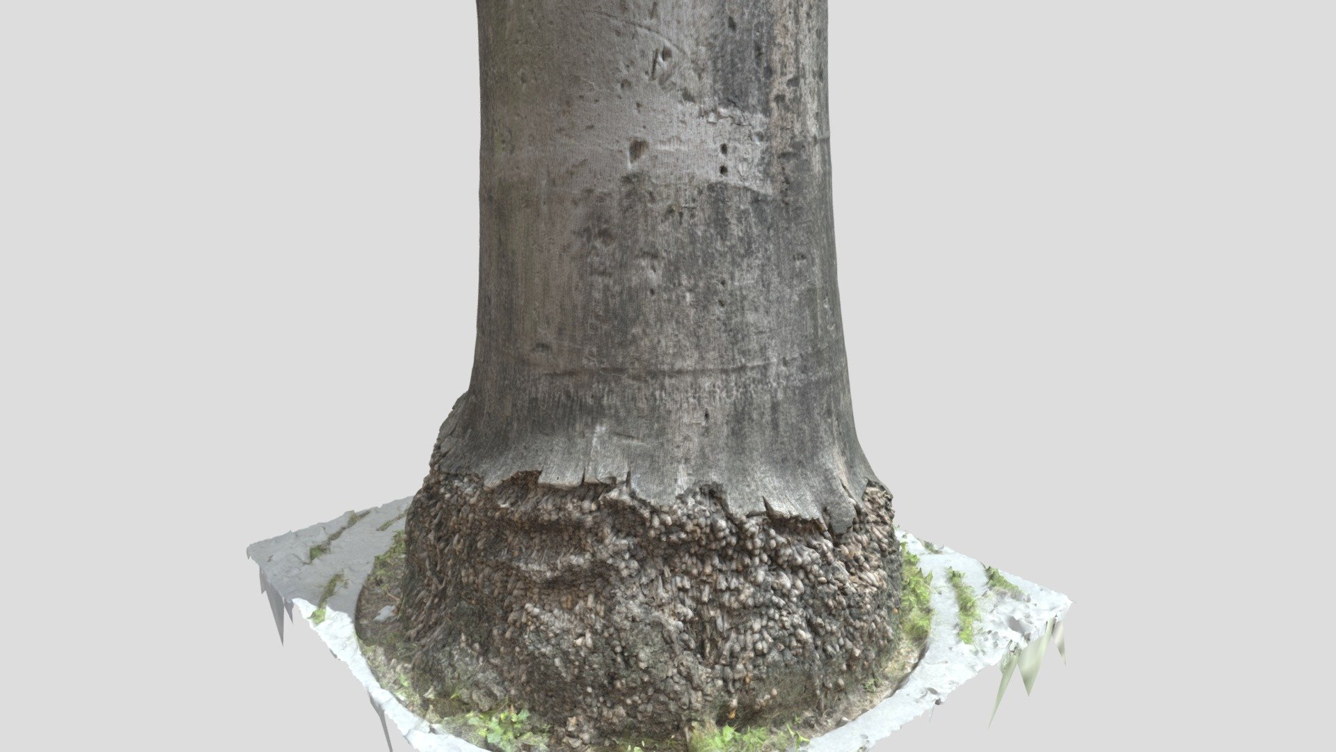 Tree 18 Scan