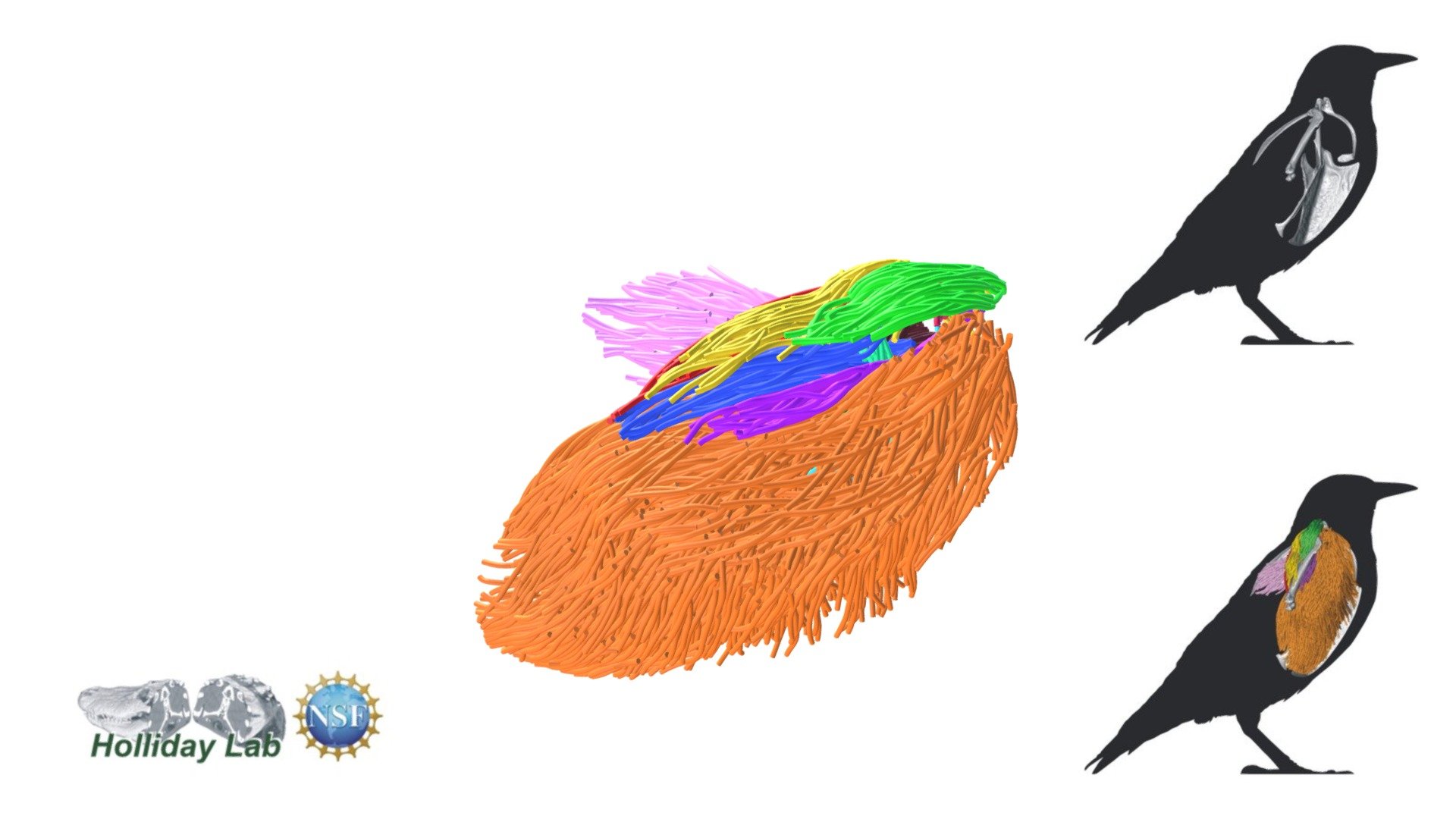 Figure 8. Starling pectoral and shoulder muscles