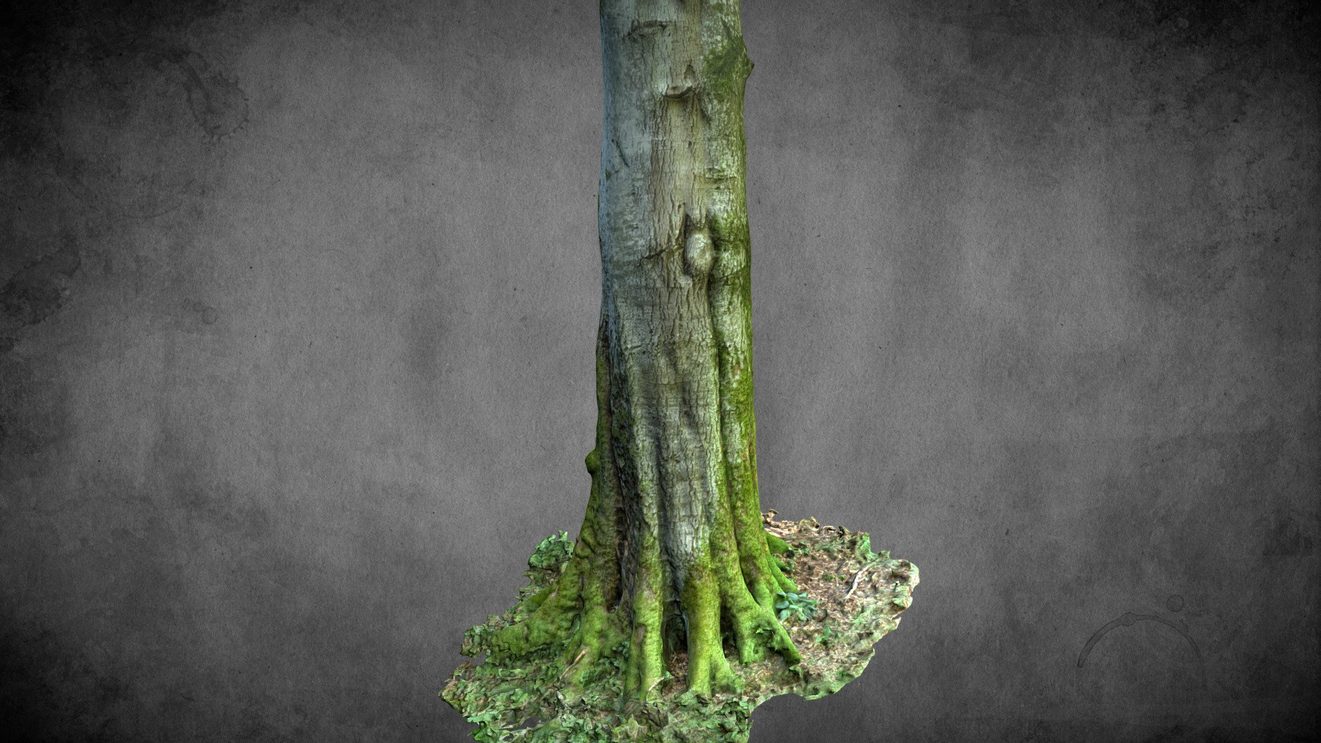 Buche - Stausee Dobra (Beech Tree)