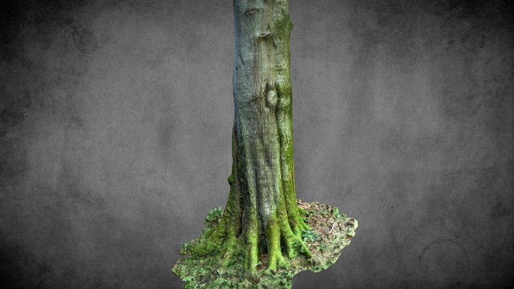 Buche - Stausee Dobra (Beech Tree) – Gratis 3D-model STL