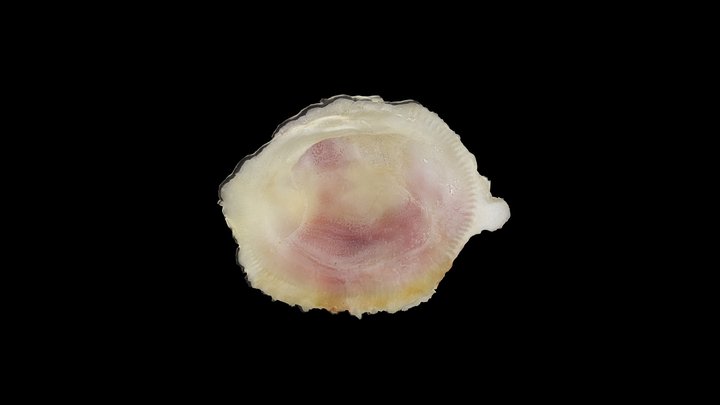 Chama gryphoides 3D Model
