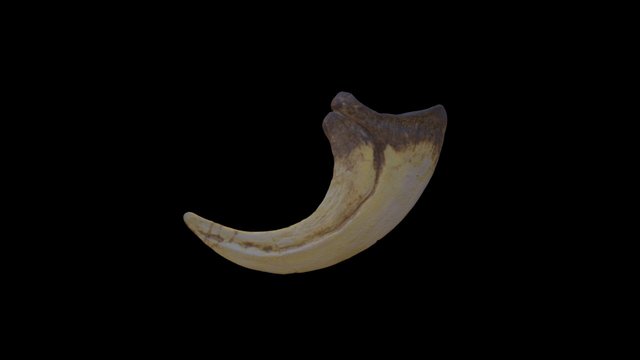 Deinonychus (Velociraptor) Claw 3D Model