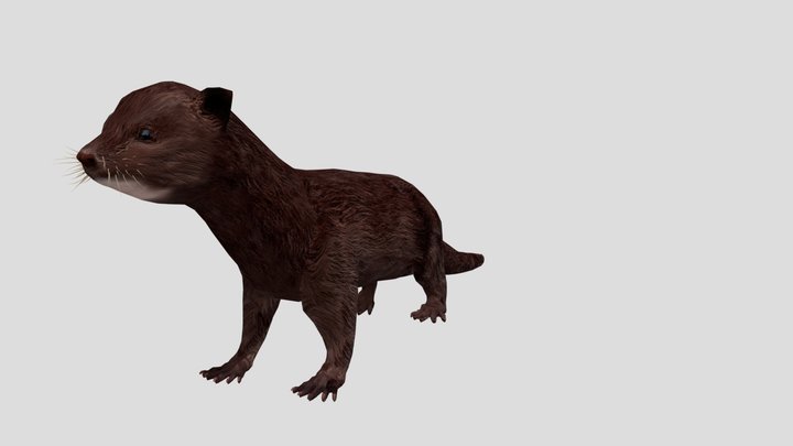 Visón - Neovison vison 3D Model