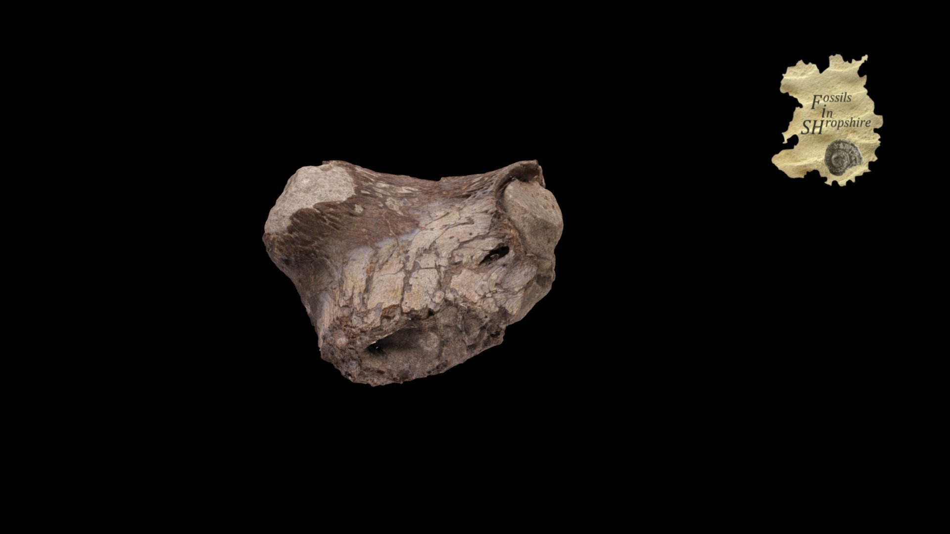 Crocodile skull