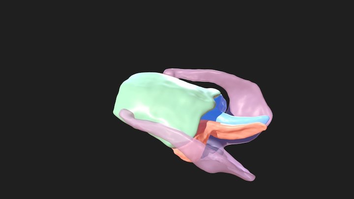 Balaenopterid Laryngeal Cartilages 3D Model
