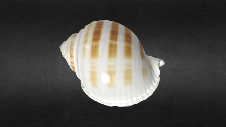 3D Scanned Spiral Seashell (3D Printable) 3D Model