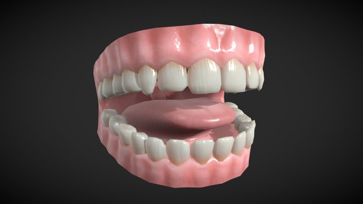 Human Teeth - Low Poly 3D Model