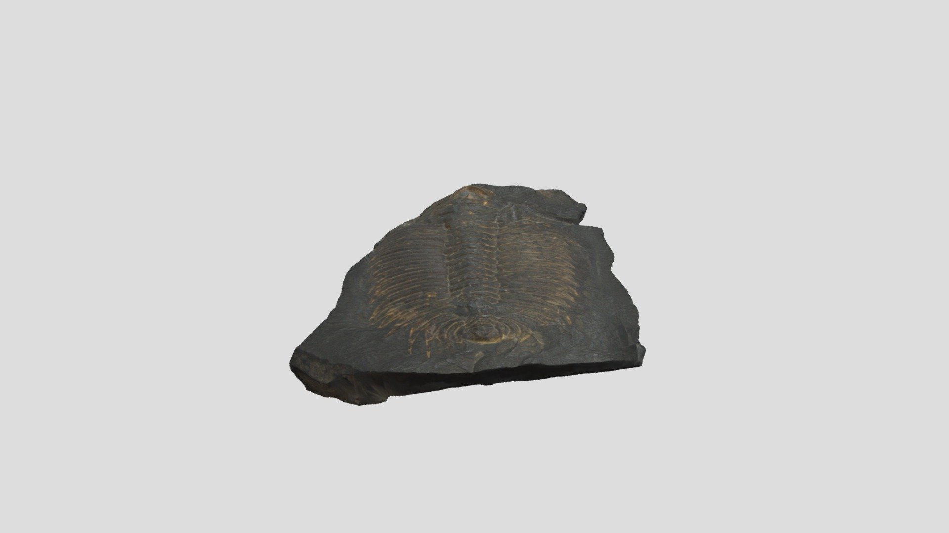 Specimen 21 - Download Free 3D model by abbykelly.67 [ba18b80] - Sketchfab