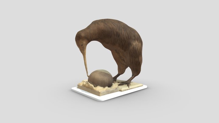 Kiwi 3D Model
