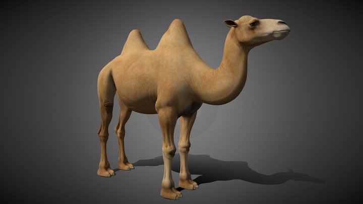 Camel Animated - 3D Model 3D model 3D Model