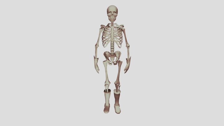 skeleton 3D Model