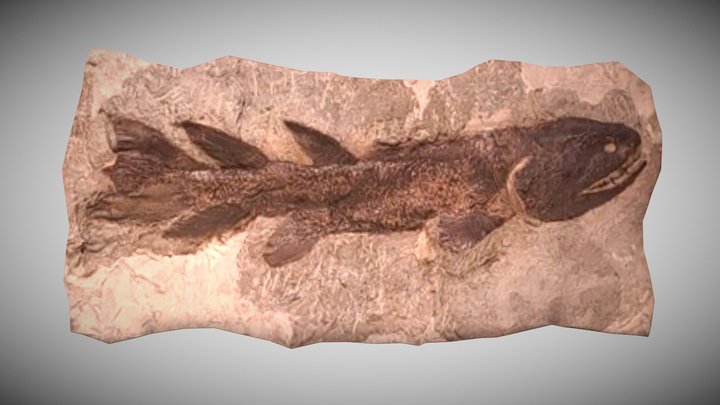 Eusthenopteron foordi Fossil – Kostenloses 3D-Modell STL
