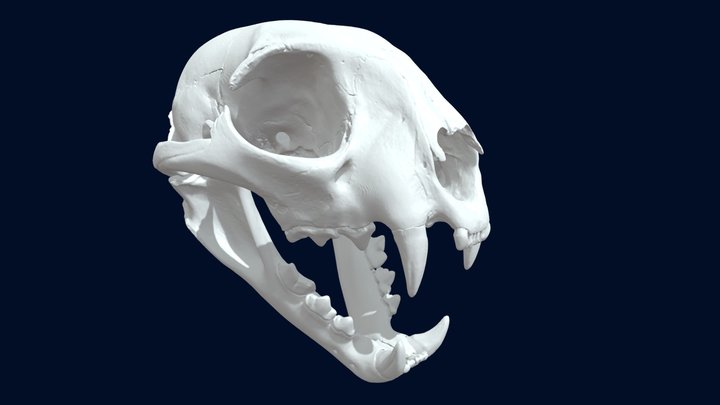 Bobcat Lynx rufus skull HighRes CT scan 3D Model