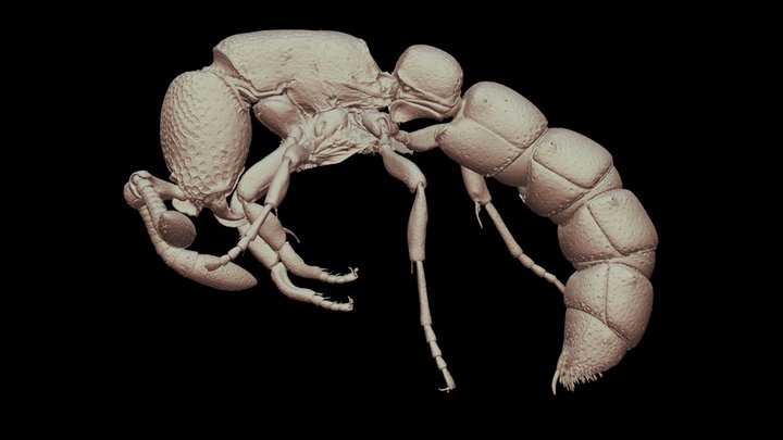 Zasphinctus FHG11 3D Model