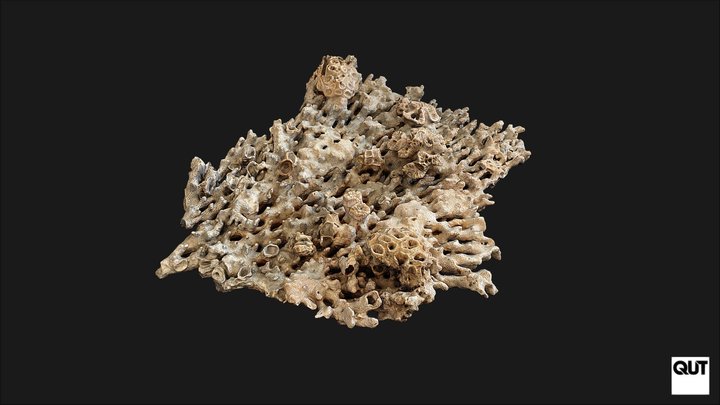 ERB102 Sample 36 Encrusted Coral 3D Model
