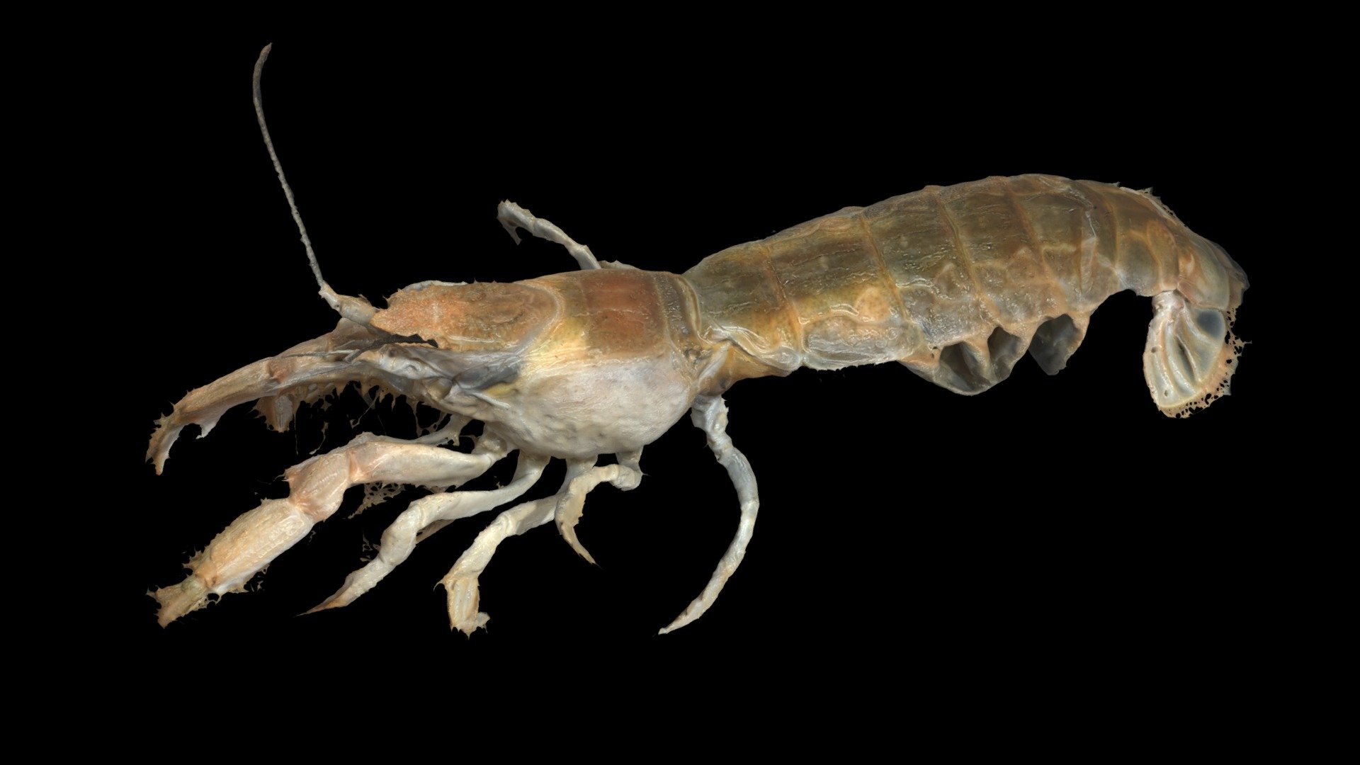 ヨコヤアナジャコ Yokoya Mud Shrimp, Upogebia yokoyai