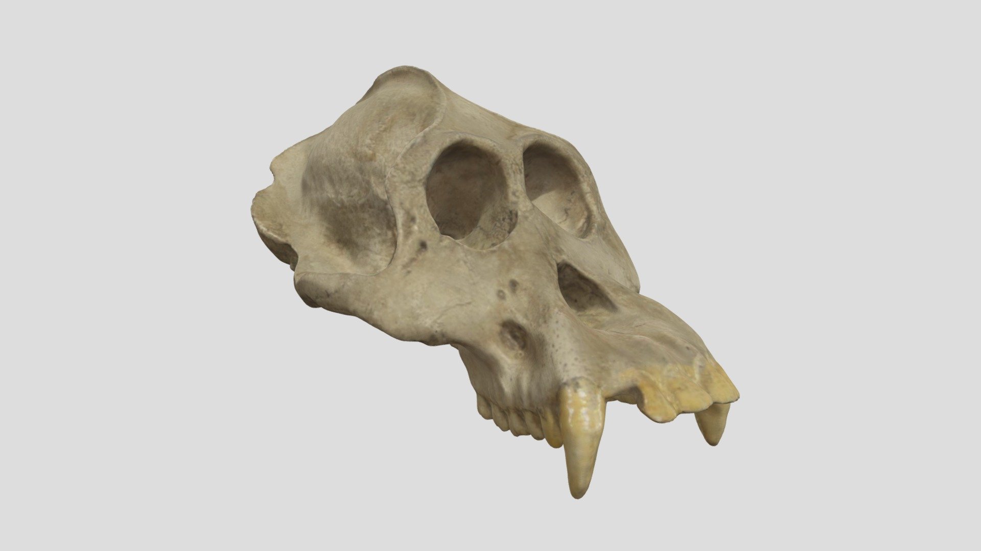 Crâne 35