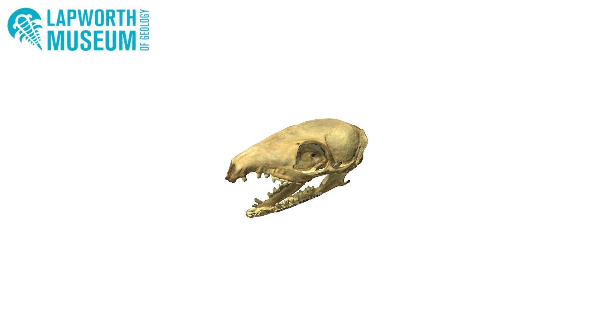 Tree shrew (Tupaia) skull BIRUG 18617