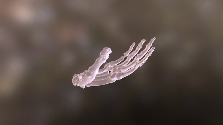Right hand of Homo naledi 3D Model