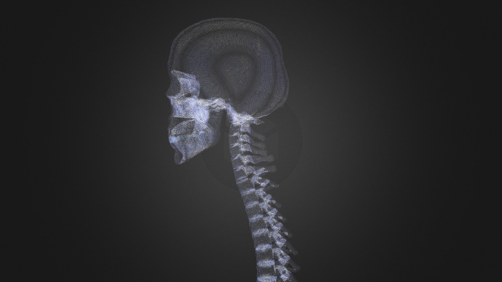 3D model X-ray - This is a 3D model of the X-ray. The 3D model is about a close-up of a human brain.