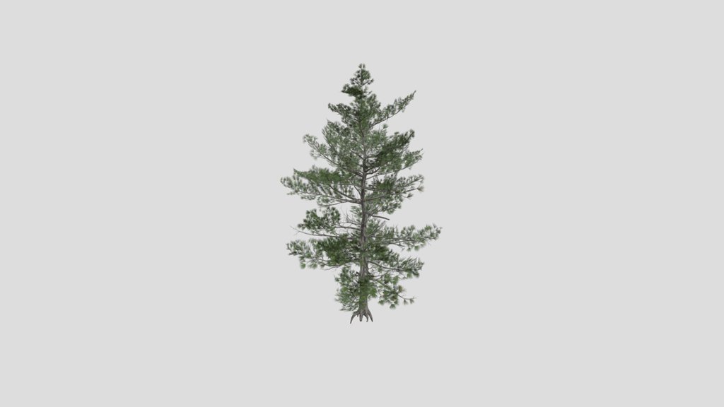 Tree Siberian Pine A3