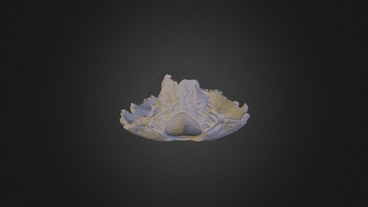 Occipital HD 3D Model