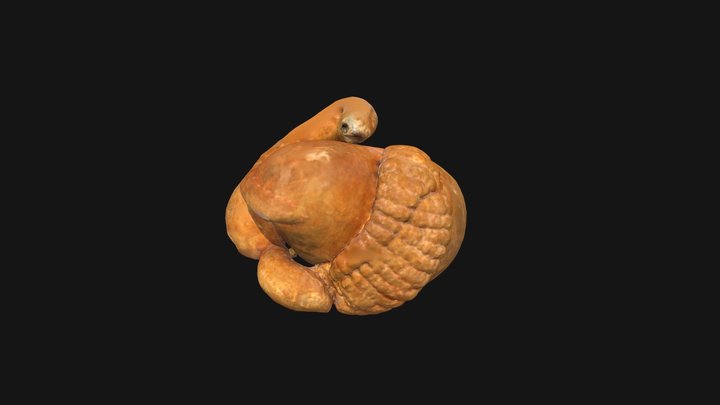 Llama Rumen 3D Model