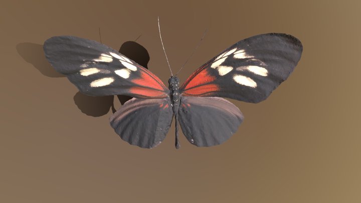 Burney's longwing (Heliconius burneyi) ブルネイドクチョウ