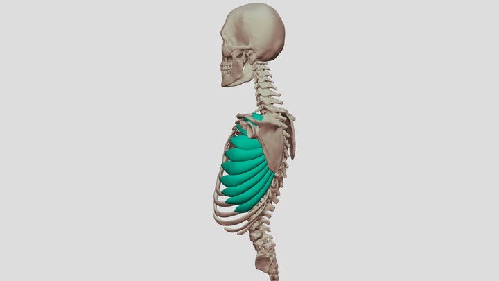 Serratus Anterior 3D Model