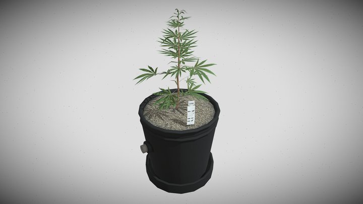 Cannabis Plant Small 1 – Free 3D Model STL