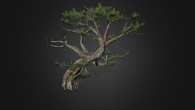 Wind Animated Tree 3D Model