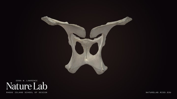 Unidentified Mammal Pelvis – Kostenloses 3D-Modell STL
