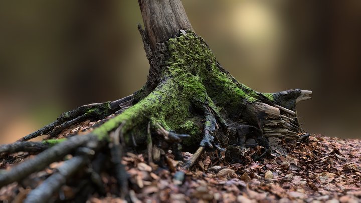 Tree Stump near Berlin / RealityScan
