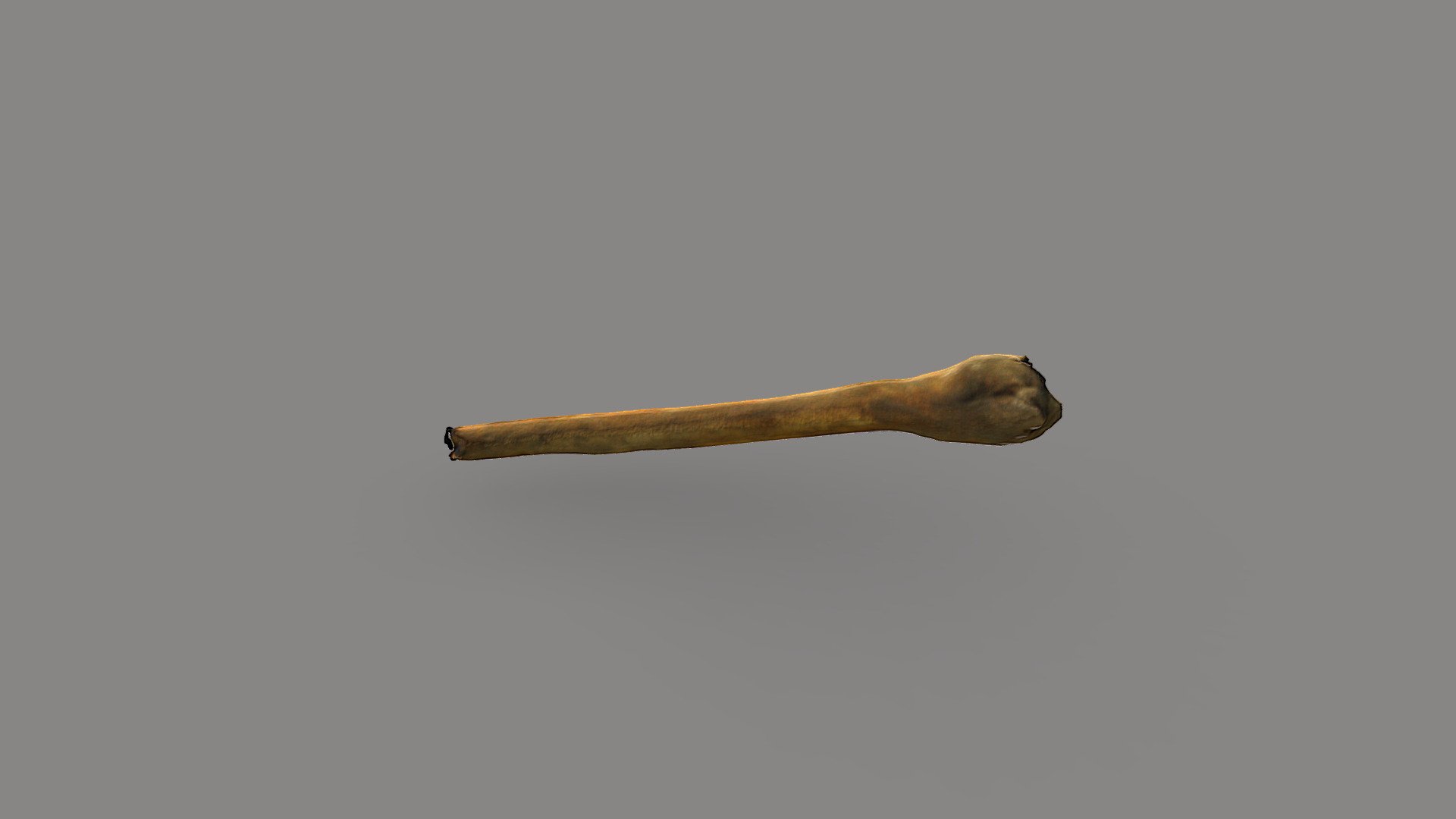 Raccoon Baculum - 3D model by The Herring Run Archaeology Project ...