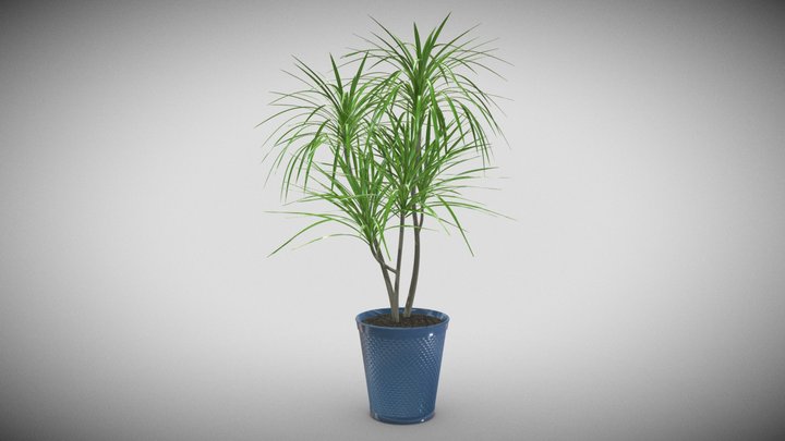 Dracina Plant 3D Model