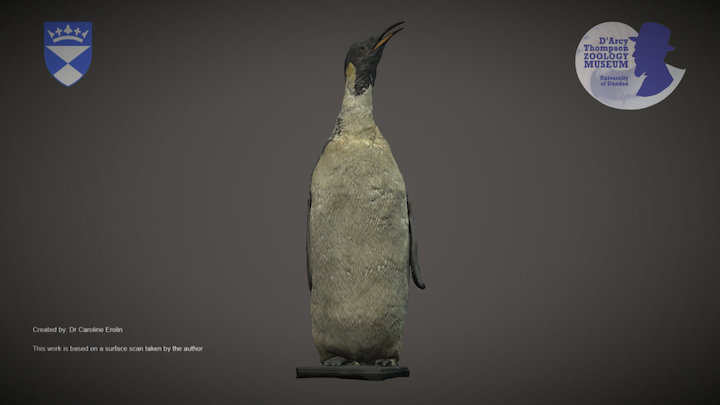 Emperor Penguin – Kostenloses 3D-Modell STL
