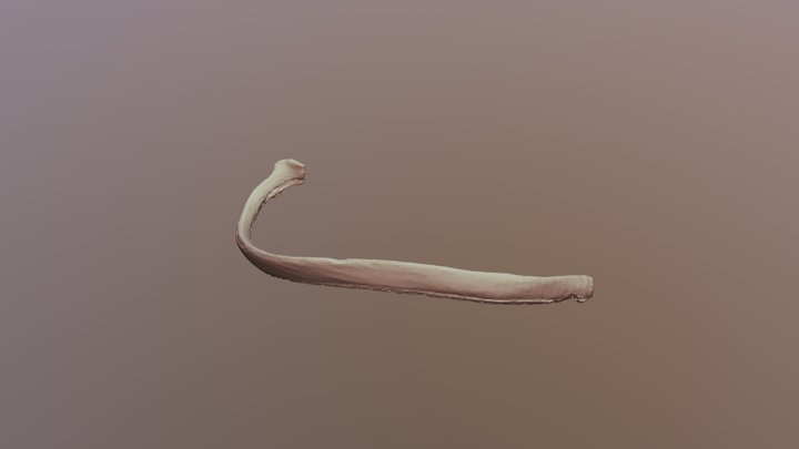 Human Rib - University of Oklahoma Anatomy 3D Model