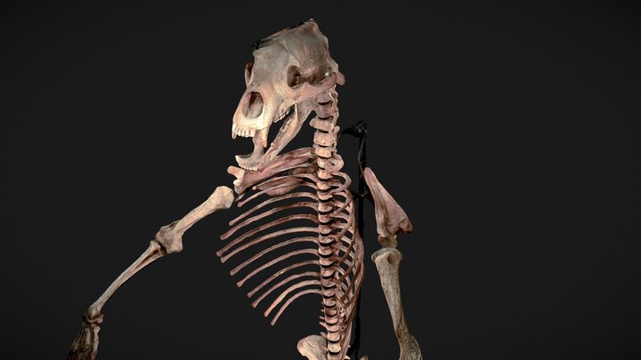 Cave Bear Skeleton (Photogrammetry) 3D Model