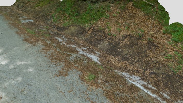 forest road ditch