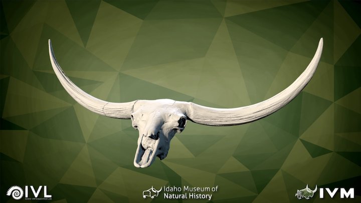 Bison latifrons cranium IMNH-48001/1770