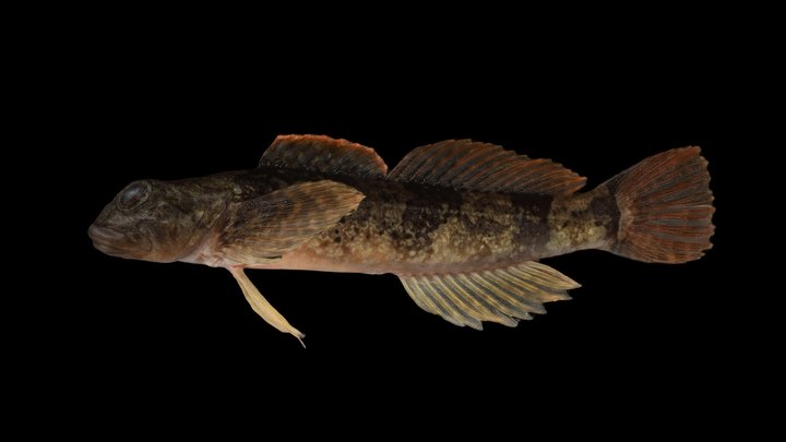 CC0 カジカ陸封型種群 🐟 Japanese Fluvial Sculpin - Download Free