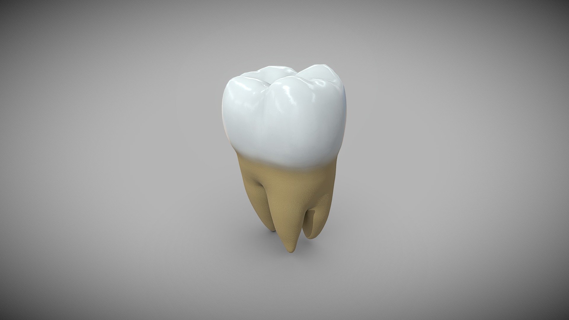 Third molar Download Free 3D model by Pixel Swan ( Pixelswan Third molar Download Free 3D model by Pixel Swan ( Pixelswan
