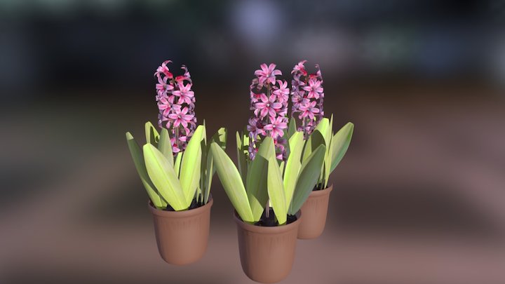 Hyacinth 3D Model