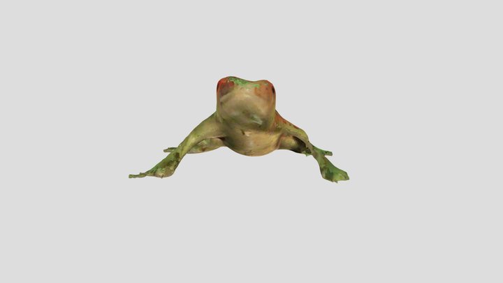 Frog 3D Model