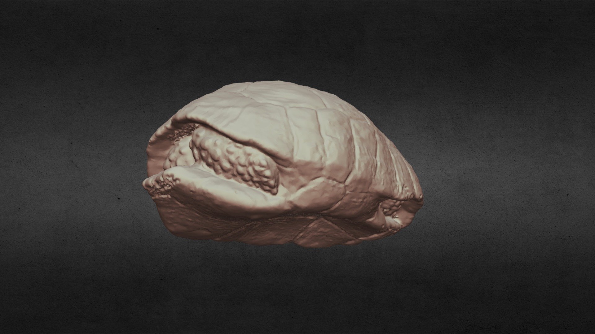 Jabuti Freddy - casco fechado — Sketchfab embed 3D viewer