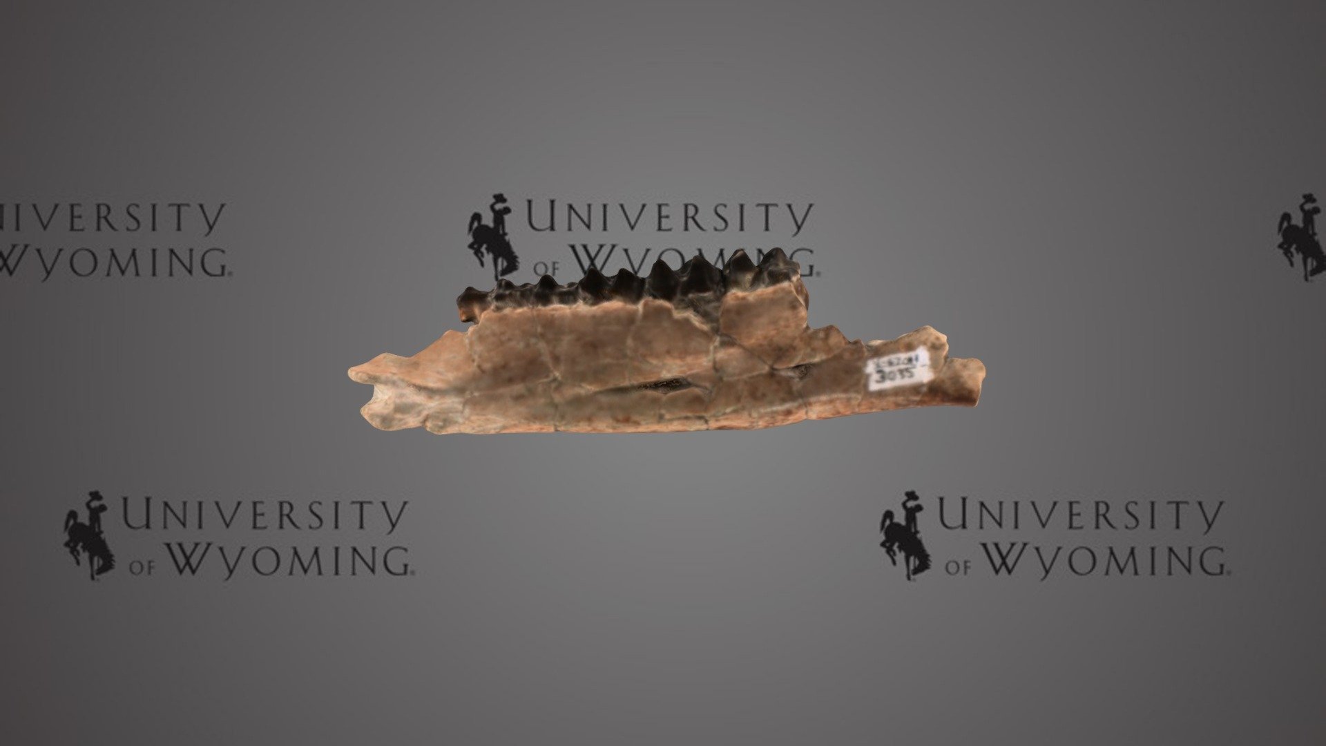 UW 3035, C - Hyrachyus sp., Lower Jaw