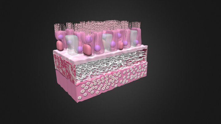 Trachea 3D Model